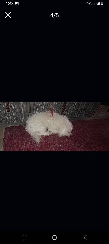 shaitszu  very beautiful family dog 3