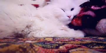 Persian