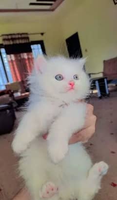 persian