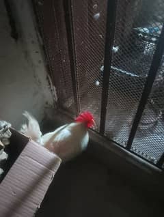 2 golden misri murga 1.5 year's