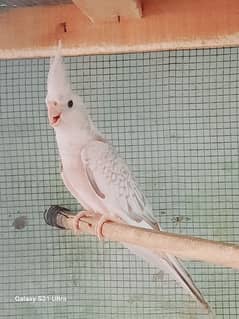 Cinnamon Cocktail Female