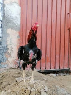 cocks