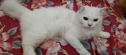 10 months Persian male cat