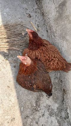 Desi Koruk Hens with Chicks For sell