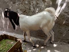 kamori nsal 2dant healthy and active bakra achy qad me
