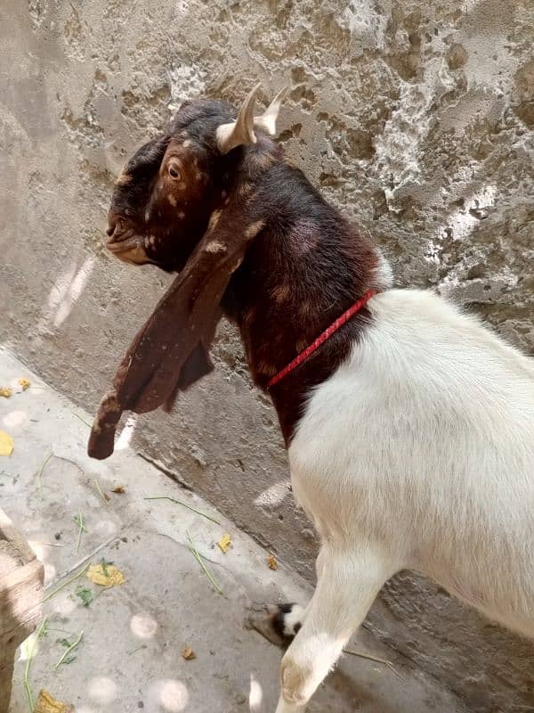 kamori nsal 2dant healthy and active bakra achy qad me 1
