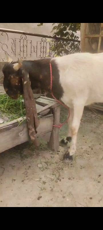 kamori nsal 2dant healthy and active bakra achy qad me 2