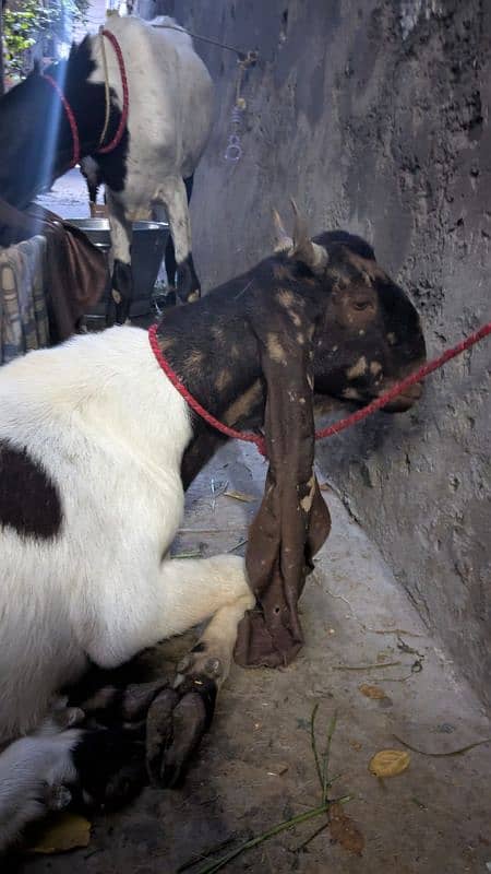 kamori nsal 2dant healthy and active bakra achy qad me 3