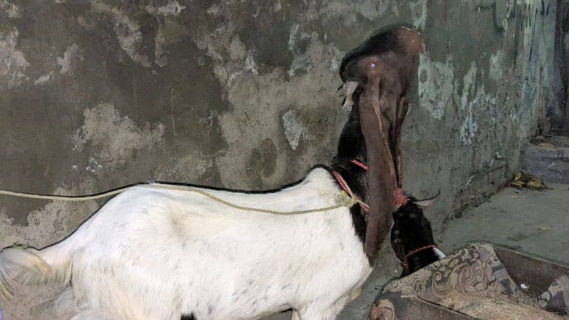 kamori nsal 2dant healthy and active bakra achy qad me 4
