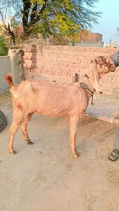 bital bakri high quality