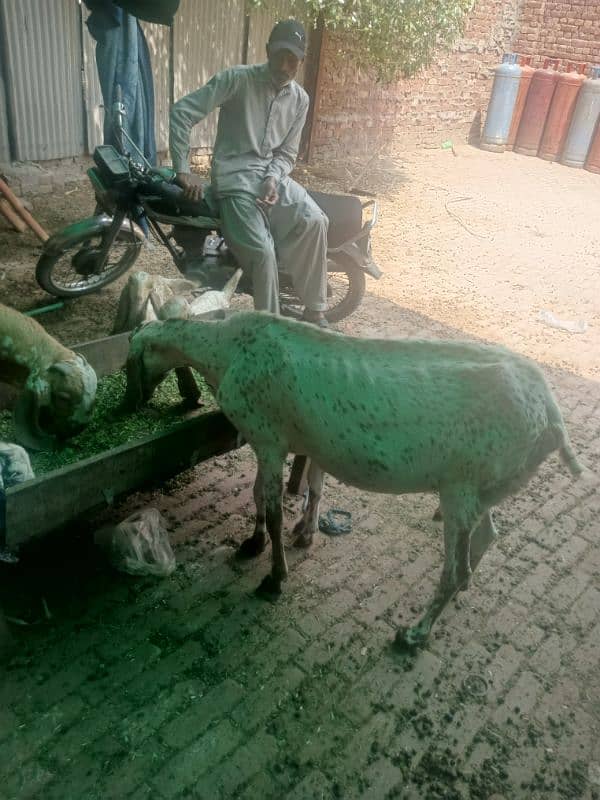 makhi cheeni 0
