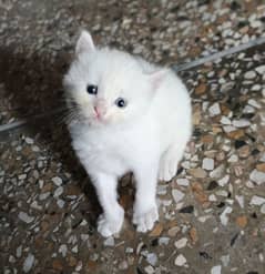 Persian kitten