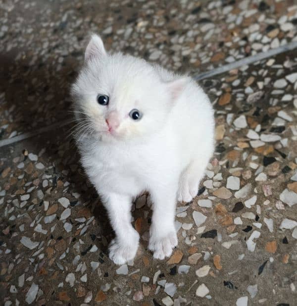 Persian kitten 0