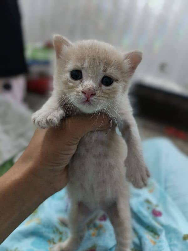 Persian kitten 1