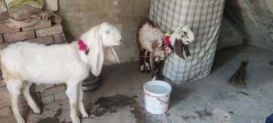 2 bakry for sale age 4 sy 5 maheny