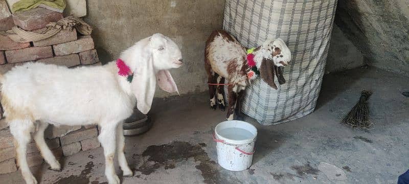 2 bakry for sale age 4 sy 5 maheny 0