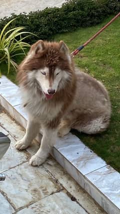 husky