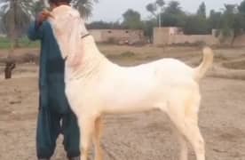 desi Bakra for sale(03185729839)