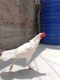Aseel white Heera pair