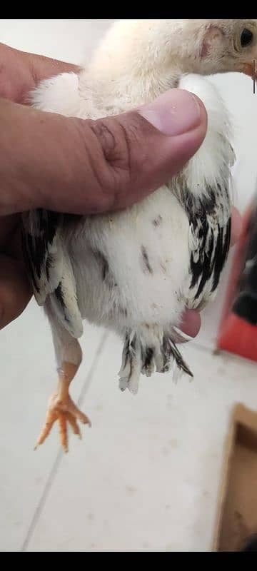 indian parrot beak 1