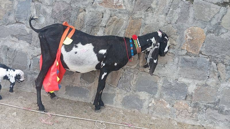 bakriyan  bakray for sale 3