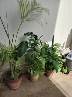Plants