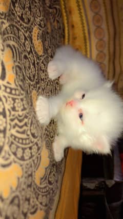 Persian