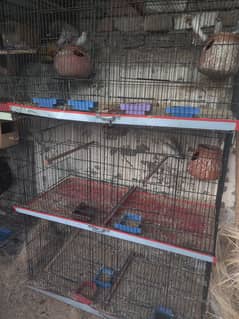 8 portion cage