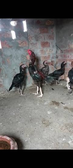 Thai caross aseel eggs 03014237451 call me