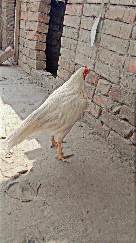 Aseel Hera patha 0