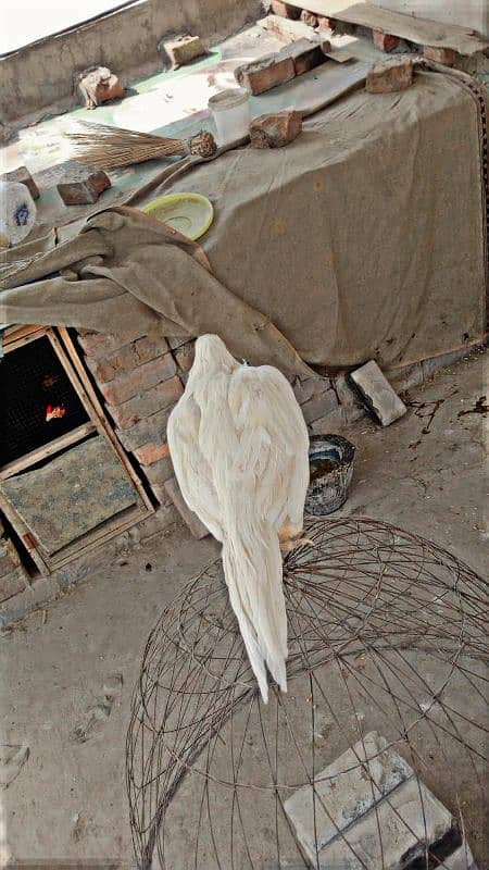 Aseel Hera patha 5