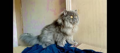 Persian male  cate 03484575581 what app more for details