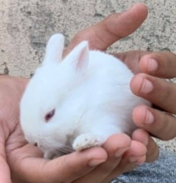 Red eyes rabbits 1