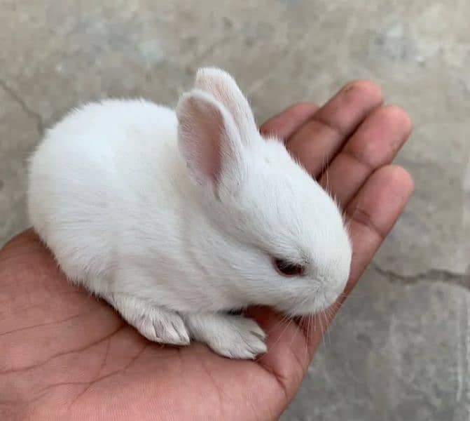 Red eyes rabbits 2