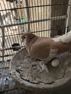 shirazi breeder pair with 2 eggs