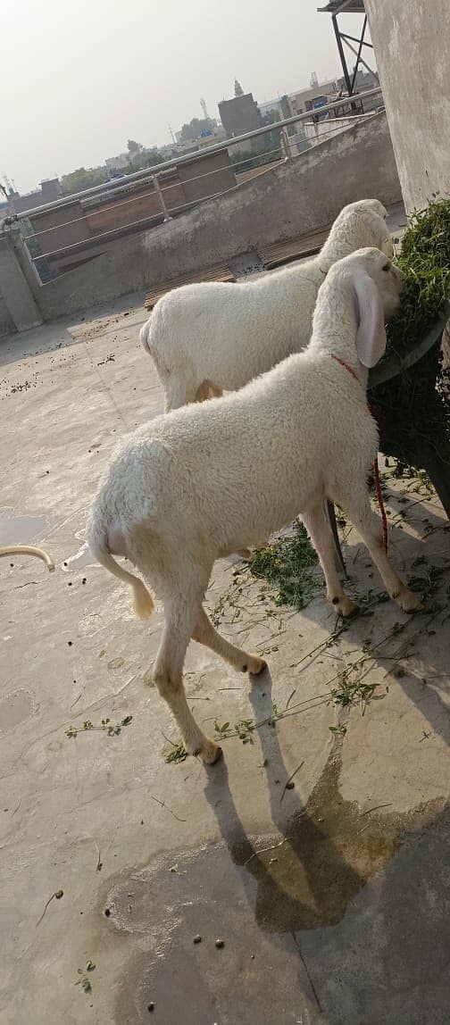 Ghar ke pally huwe 2 chatry for qubani 2025 2 dant 1