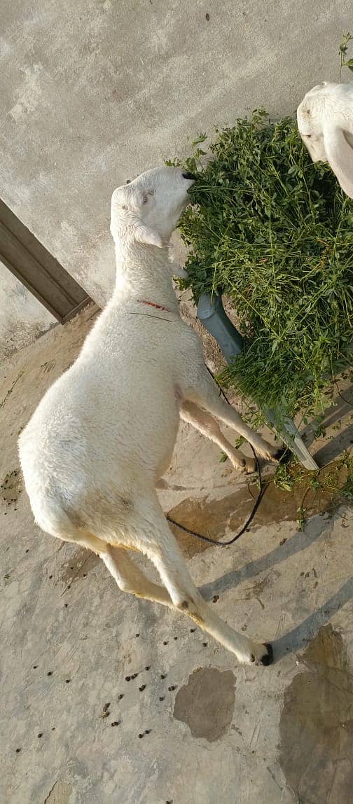 Ghar ke pally huwe 2 chatry for qubani 2025 2 dant 2
