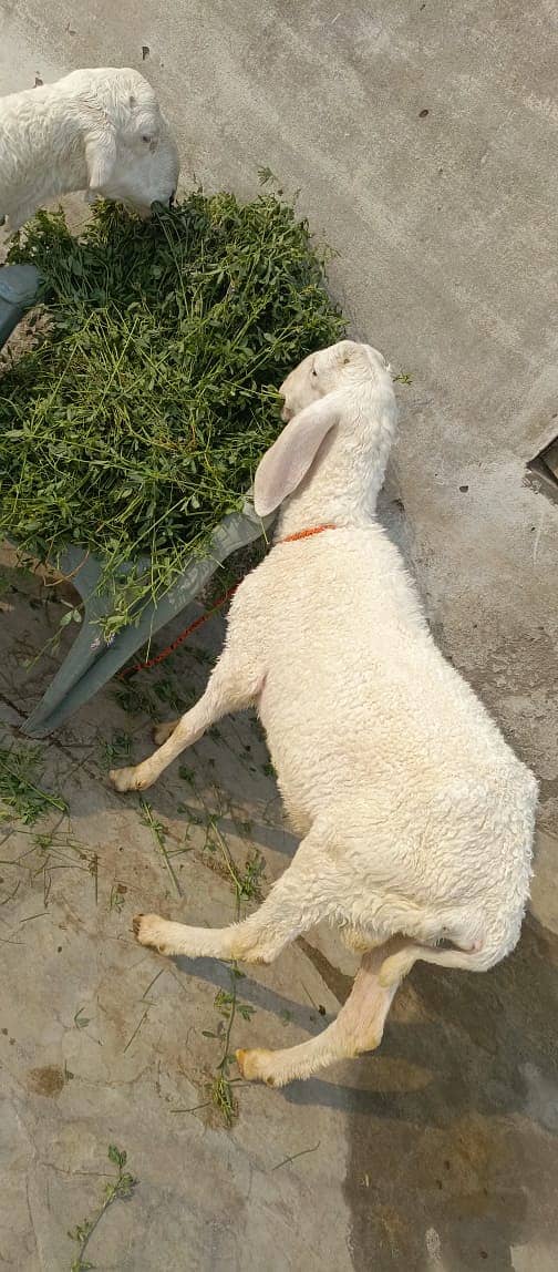 Ghar ke pally huwe 2 chatry for qubani 2025 2 dant 3