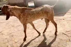 desi Bakra for sale WhatsApp 03494717204)
