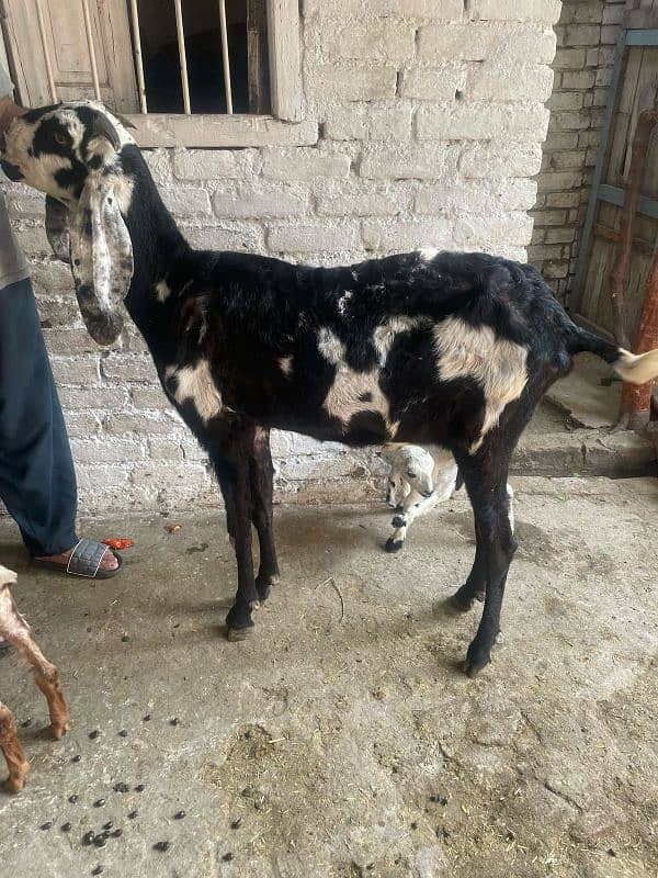 betal goats with 2 males kids 1 litre milk daily 0