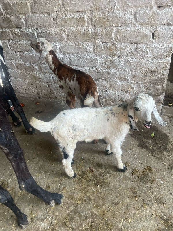 betal goats with 2 males kids 1 litre milk daily 1