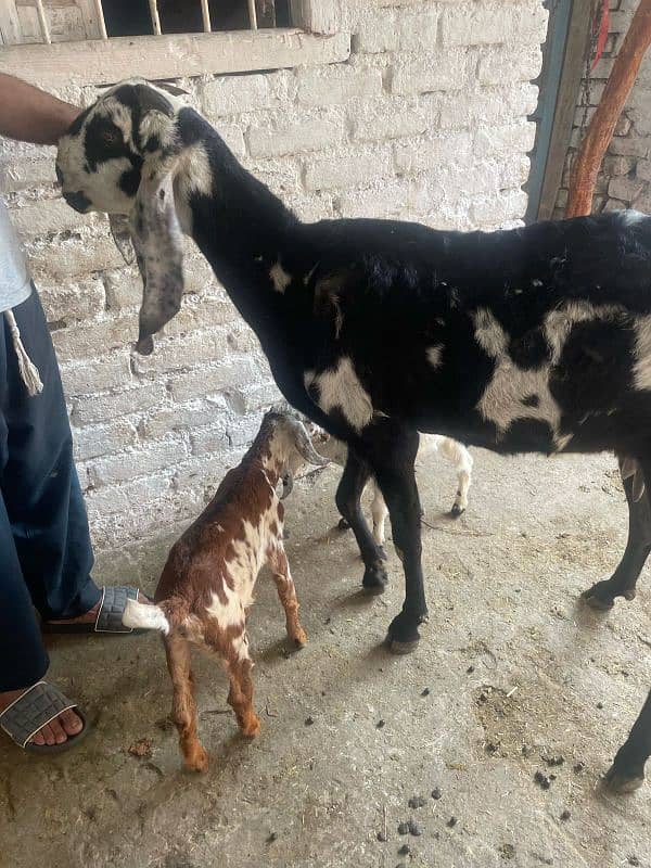 betal goats with 2 males kids 1 litre milk daily 2