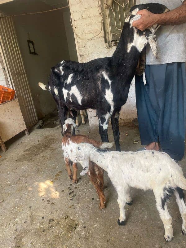 betal goats with 2 males kids 1 litre milk daily 3