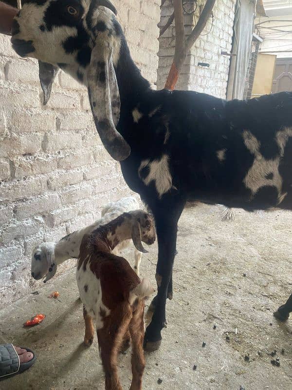 betal goats with 2 males kids 1 litre milk daily 4