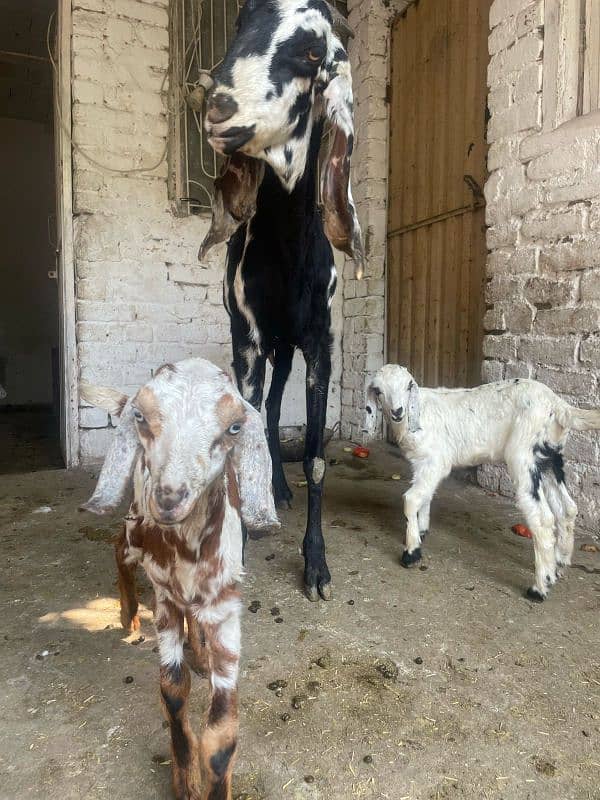 betal goats with 2 males kids 1 litre milk daily 5