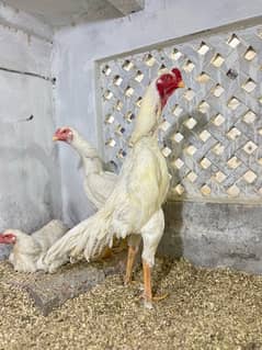 White shamo eggs | eggs for sale | white shamo eggs for sale