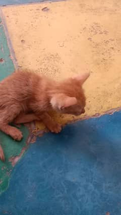 cat's