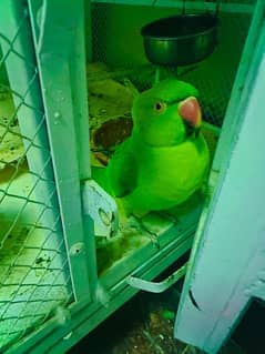 Female talking parrot for sale