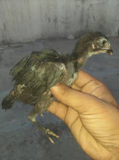 FOR