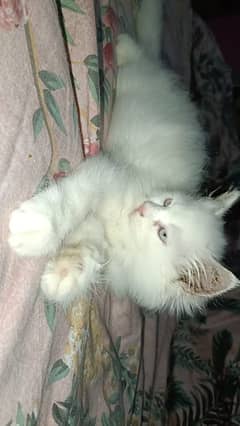 PERSIAN KITTEN FOR SALE WITH BLUE EYES